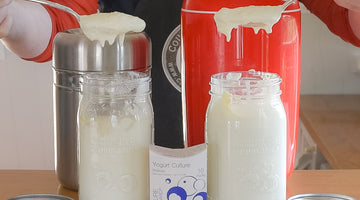 making fresh milk yogurt with an easi yo maker