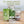 Load image into Gallery viewer, Sprouting Seeds Jar Lids (3 pack) & Guide
