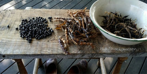 Blue Shackamaxon Heirloom Bean