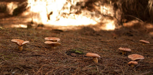 growing wild mushrooms