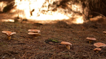 growing wild mushrooms